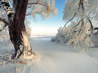 <b>Название: </b>Wallpaper 48, <b>Добавил:<b> AND<br>Размеры: 200x150, 11.8 Кб