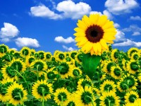 <b>Название: </b>Wallpaper 41, <b>Добавил:<b> AND<br>Размеры: 200x150, 16.7 Кб